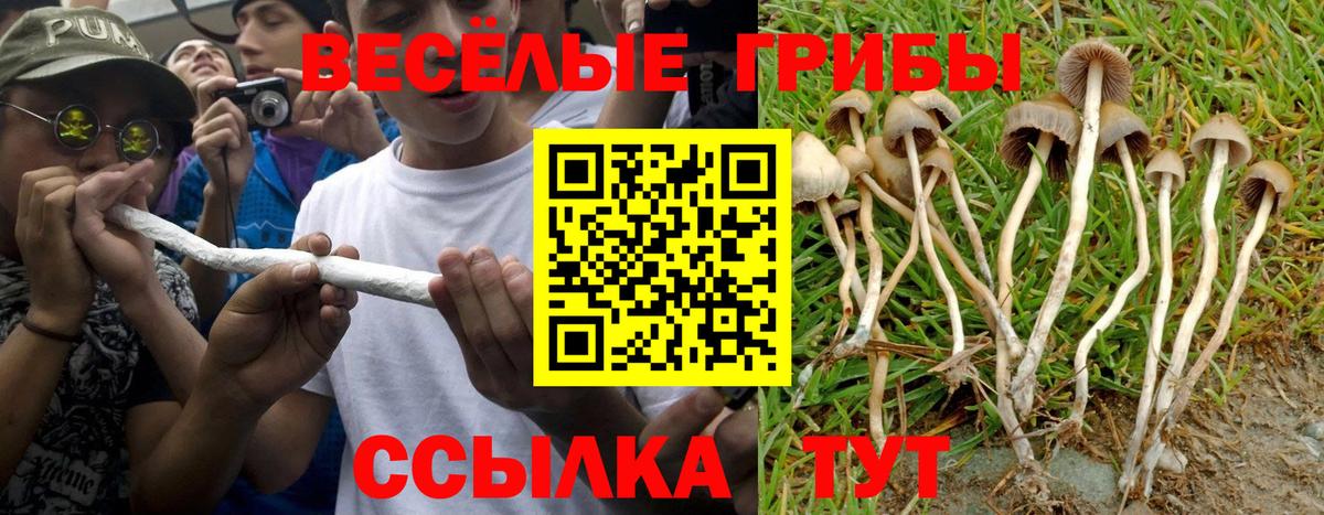 Псилоцибиновые грибы GOLDEN TEACHER Тихорецк
